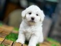 Cok İyi Ve Çok Sakin Maltese Terrier 