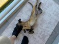 SCRLİ SAFKAN ŞAMPİYONA KÖPEĞİ 3 AYLIK MALİNOİS PED EĞİTİMLİ