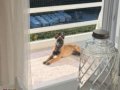 SCRLİ SAFKAN ŞAMPİYONA KÖPEĞİ 3 AYLIK MALİNOİS PED EĞİTİMLİ