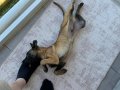 SCRLİ SAFKAN ŞAMPİYONA KÖPEĞİ 3 AYLIK MALİNOİS PED EĞİTİMLİ