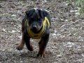 Karakterli ve Formda Doberman Yavrusu