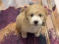 3 aylık erkek maltipoo yavrusu 