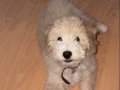 4 Aylık Maltipoo 