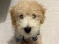 4 Aylık Maltipoo 