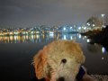 4 Aylık Maltipoo 