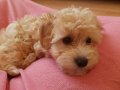 2 Aylık Dişi Maltipoo