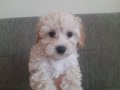 2 Aylık Dişi Maltipoo
