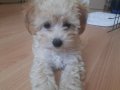 2 Aylık Dişi Maltipoo