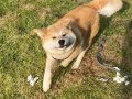 Eğitimli 7 Aylık Akita Inu