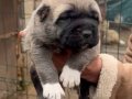Orijinal Kangal yavrularımız 