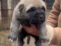 Orijinal Kangal yavrularımız 