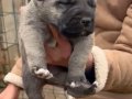 Orijinal Kangal yavrularımız 