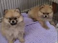Pomerian Erkek Ve Dişi Yavrularımız 