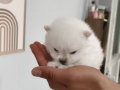 Pomerian Boo Üst Kalite Erkek ve Dişi 