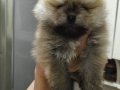 Pomerian Boo Üst Kalite Erkek ve Dişi 