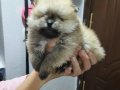 Pomerian Boo Üst Kalite Erkek ve Dişi 