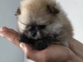 Pomerian Boo Üst Kalite Erkek ve Dişi 
