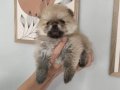 Pomerian Boo Üst Kalite Erkek ve Dişi 