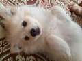 Pomeranian Boo ayı surat 