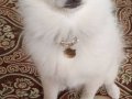 Pomeranian Boo ayı surat 