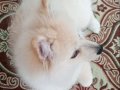 Pomeranian Boo ayı surat 