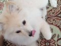 Pomeranian Boo ayı surat 