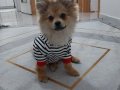 Eğitimli Pomeranian boo