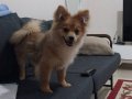 Eğitimli Pomeranian boo