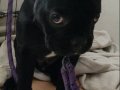 YAVRU FRENCH BULLDOG