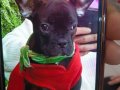 YAVRU FRENCH BULLDOG
