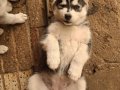 Husky sibirya kurdu