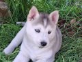 Husky sibirya kurdu
