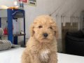 Poddle