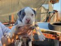 65 Günlük American Bully 