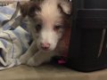 2.5 aylık Border Collie yeni yuvasını arıyor