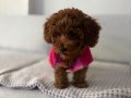 Çikolata Poodle 3 aylık