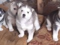 Sibirya Kurdu Husky 