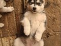 Sibirya Kurdu Husky 