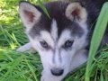 Sibirya Kurdu Husky 