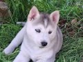 Sibirya Kurdu Husky 