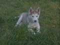 Sibirya Kurdu Husky 