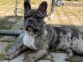 French buldog anotomi harikası 5 aylık