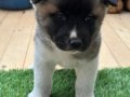 Safkan Amerikan Akita Yavrusu