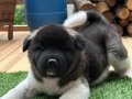 Safkan Amerikan Akita Yavrusu