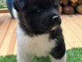 Safkan Amerikan Akita Yavrusu
