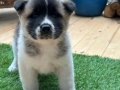 Safkan Amerikan Akita Yavrusu