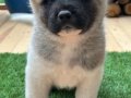 Safkan Amerikan Akita Yavrusu