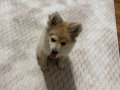 4 aylık Pomeranian 