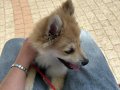 4 aylık Pomeranian 