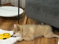 4 aylık Pomeranian 